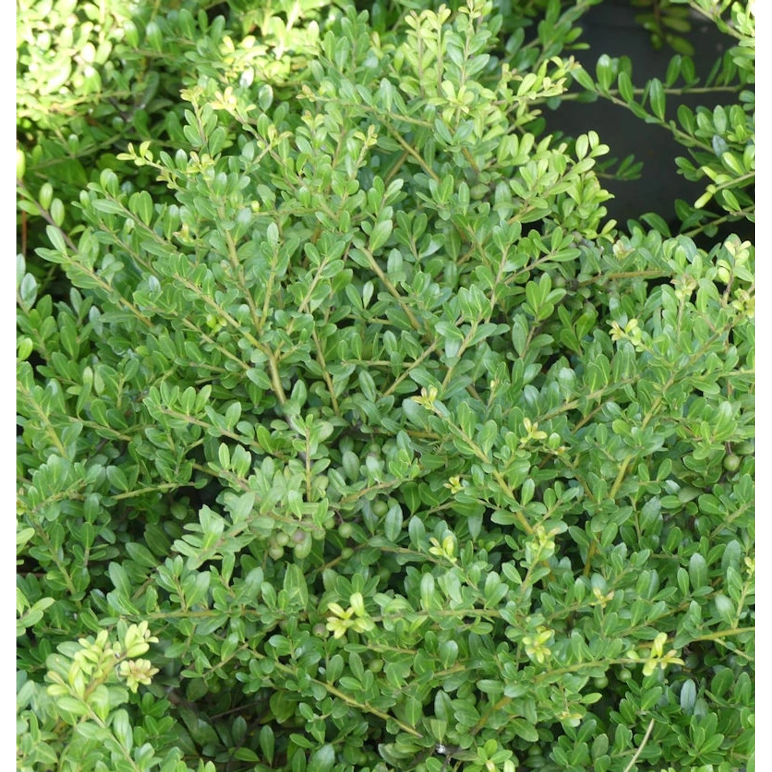 Japanische Stechpalme Tenno 20-25cm - Ilex crenata günstig online kaufen