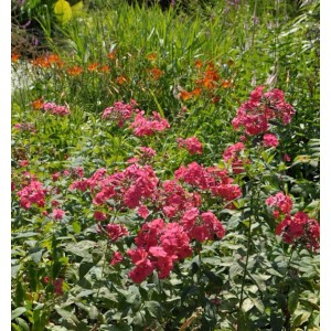 Flammenblume 'Flamingo': Hohe Staude mit pinkfarbenen Blüten im Gartenbeet.