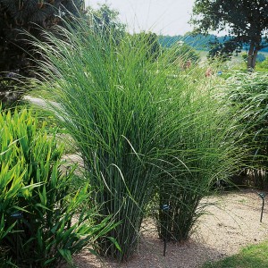 Grünes Chinaschilf 'Gracillimus Silber' im Topf, ein dekoratives Ziergras für den Garten.