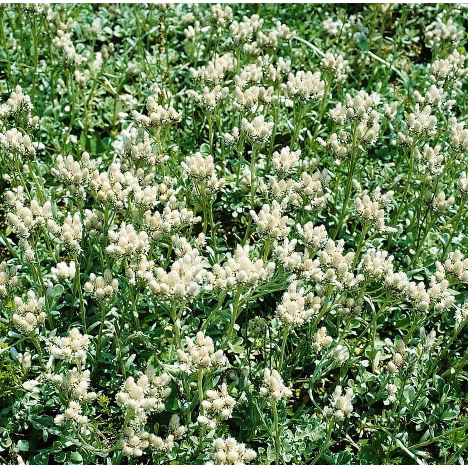 Antennaria Dioica Alba Katzenpfötchen Ca. 9x9 cm Topf günstig online kaufen