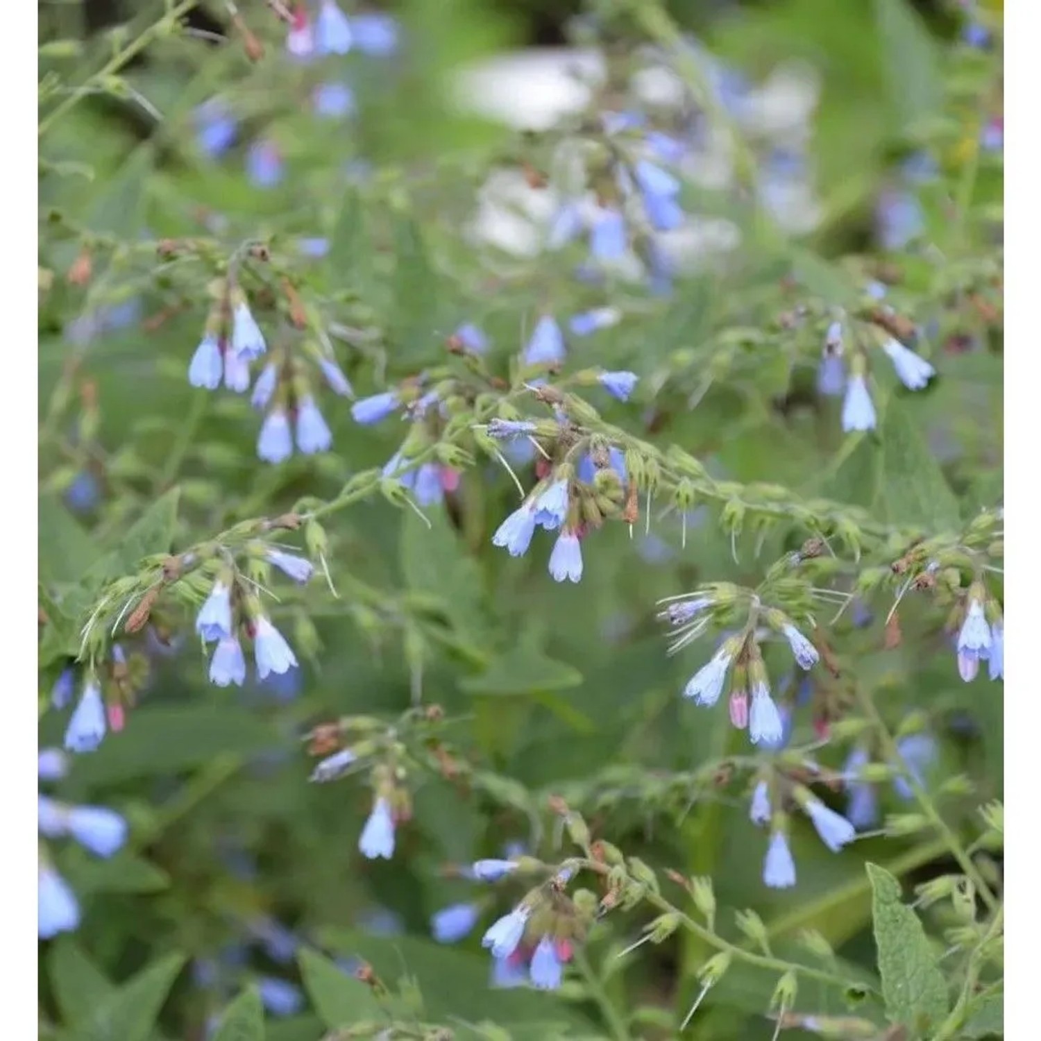 Blauer Beinwell - Symphytum azureum