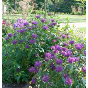 Blühende Indianernessel 'Bee Free' (Monarda fistulosa) im Gartenbeet. Lila Blüten der Staude.