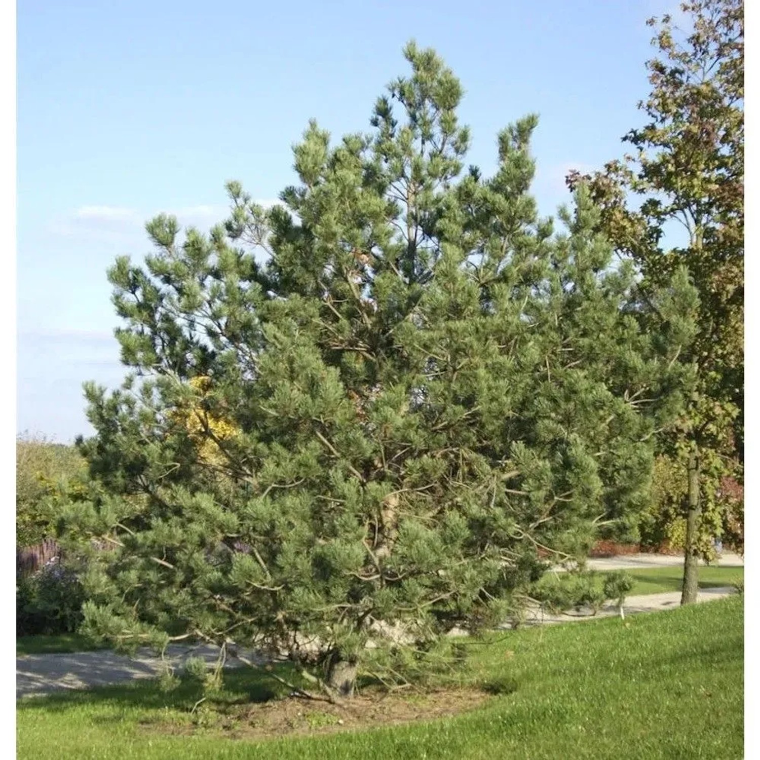 Waldkiefer 80-100cm - Pinus sylvestris