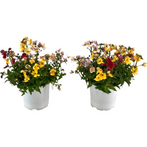 Zwei dreifarbige Elfenspiegel (Nemesia Sunsatia) im Topf, Balkonpflanzen.