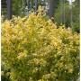 Blasenspiere Rasberry Lemonade 40-60cm - Physocarpus opulifolius