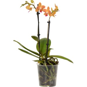 Schmetterlingsorchidee mit orange-gelben Blüten im Topf, 2-Trieber Phalaenopsis.