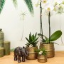 Kolibri Pflanzenset Groove Gold mit Orchidee und Sukkulente in goldenen Übertöpfen, dazu eine Elefantenfigur.