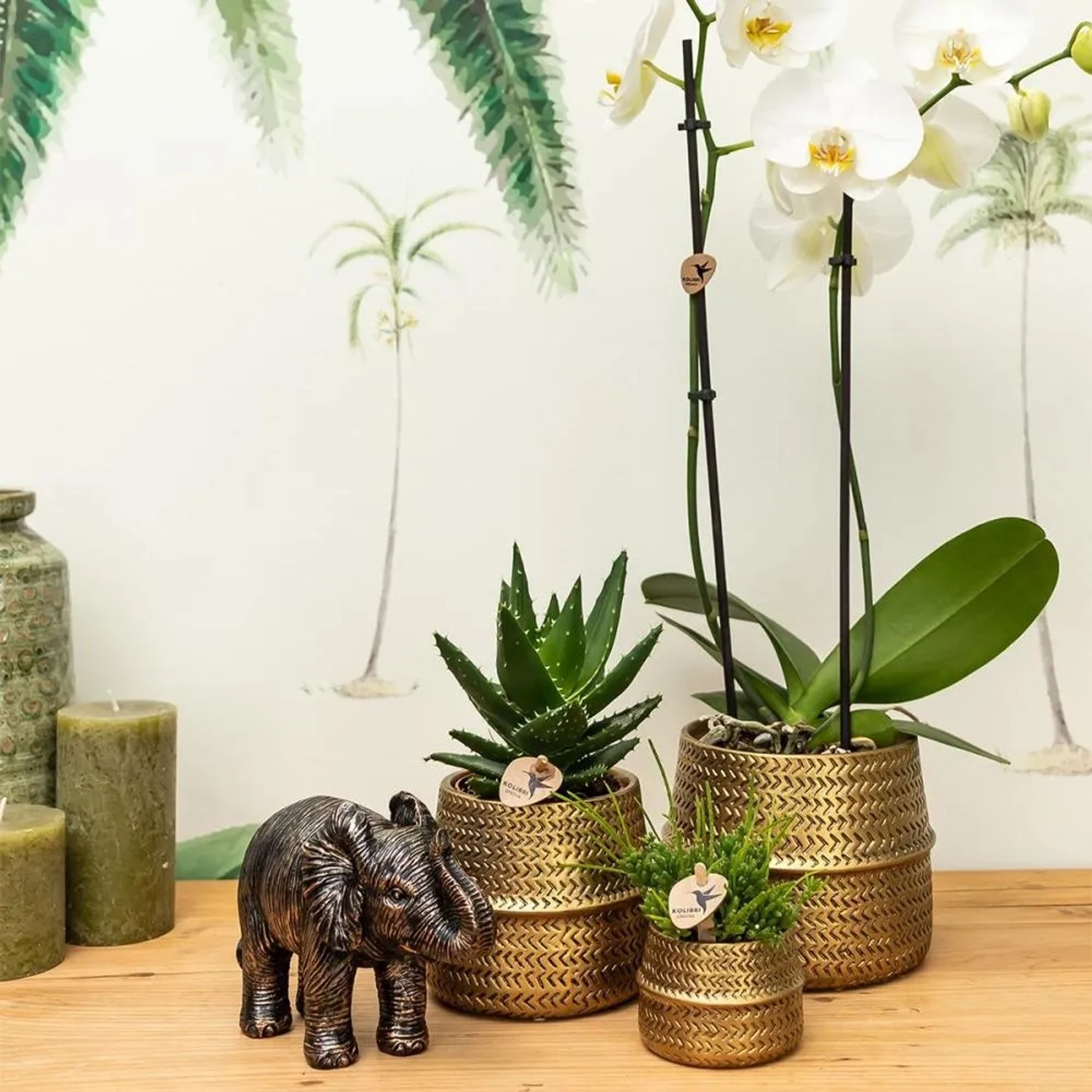 Kolibri Pflanzenset Groove Gold mit Orchidee und Sukkulente in goldenen Übertöpfen, dazu eine Elefantenfigur.