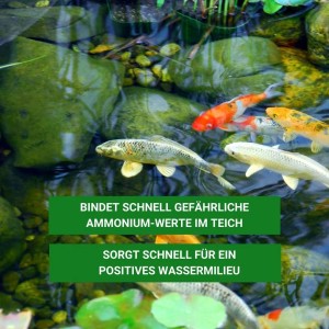 Aqua-Cereal Ammonium-EX im Teich mit Koi Karpfen. Hilft gegen Ammonium und Nitrit.
