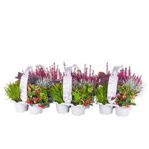 Herbstlicher Stauden-Mix 'Fall in Love' im 6er Tray mit Heide, Strauchveronika und Silberkörbchen.