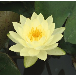 Nahaufnahme einer gelben Seerose (Nymphea) 'Joey Tomocik' im Topf.