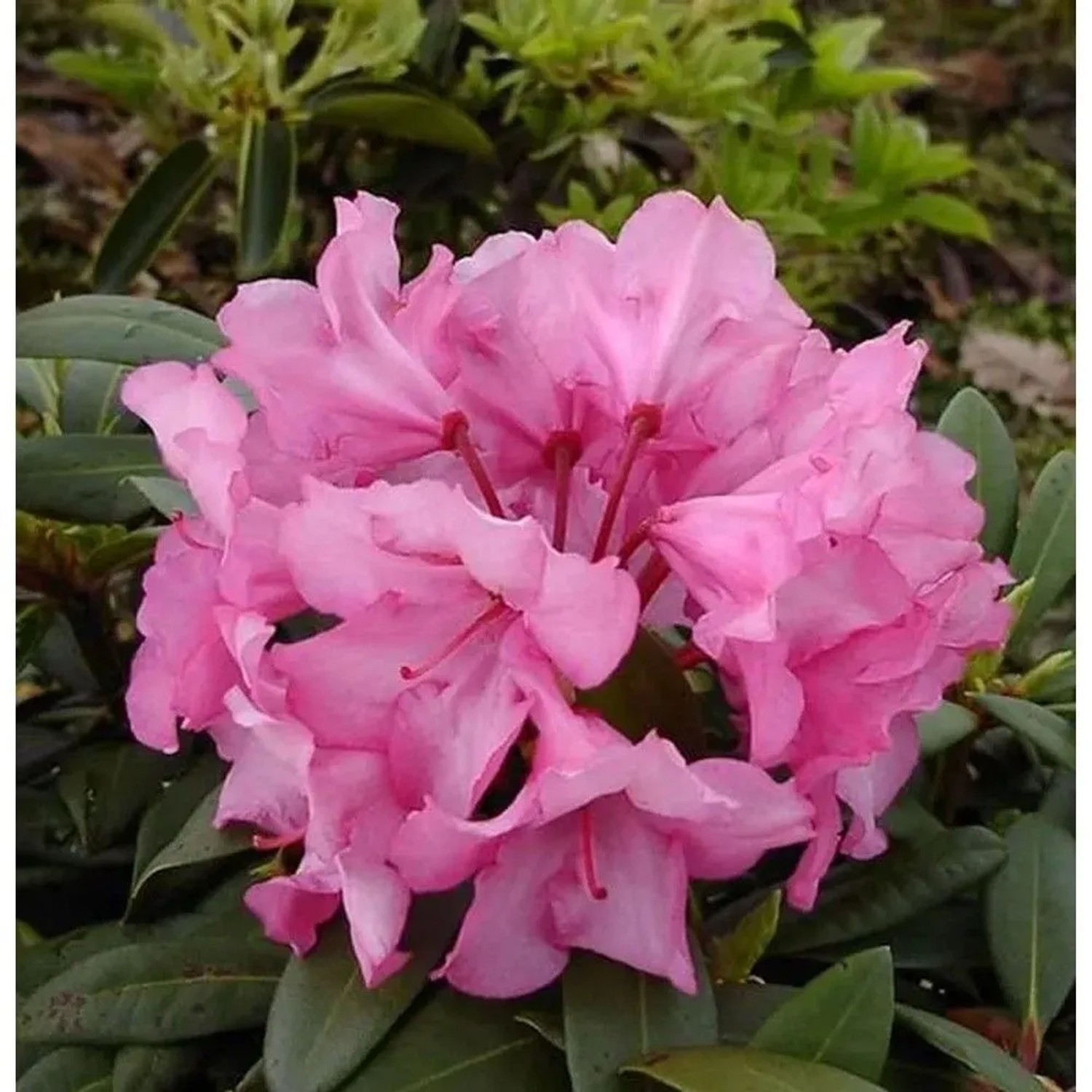 Image of INKARHO - Rhododendron Herbstzauber 20-25cm - Alpenrose