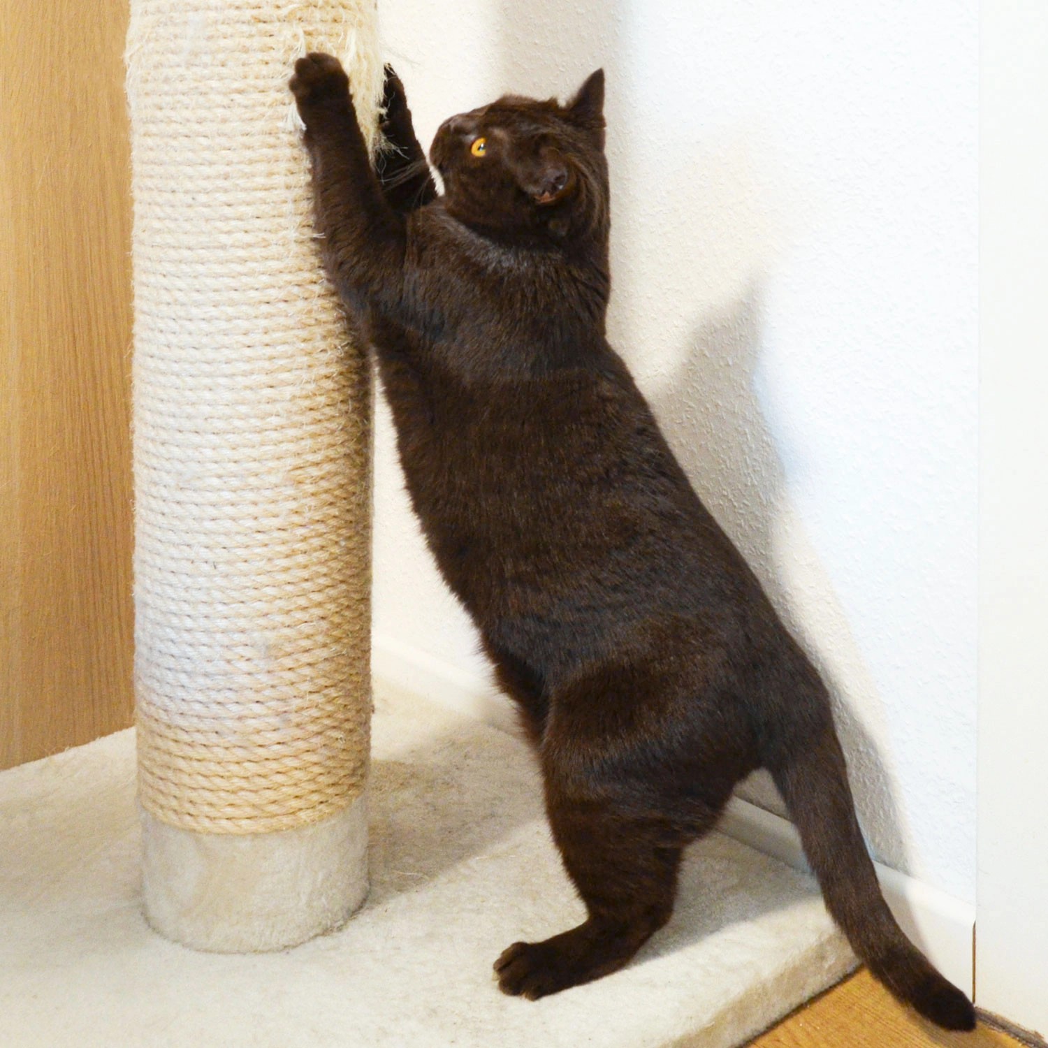 Katze kratzt an neuem eyepower Sisalstamm (50 cm, Ø 7,4 cm) für Kratzbaum. Kratzbaum-Zubehör.