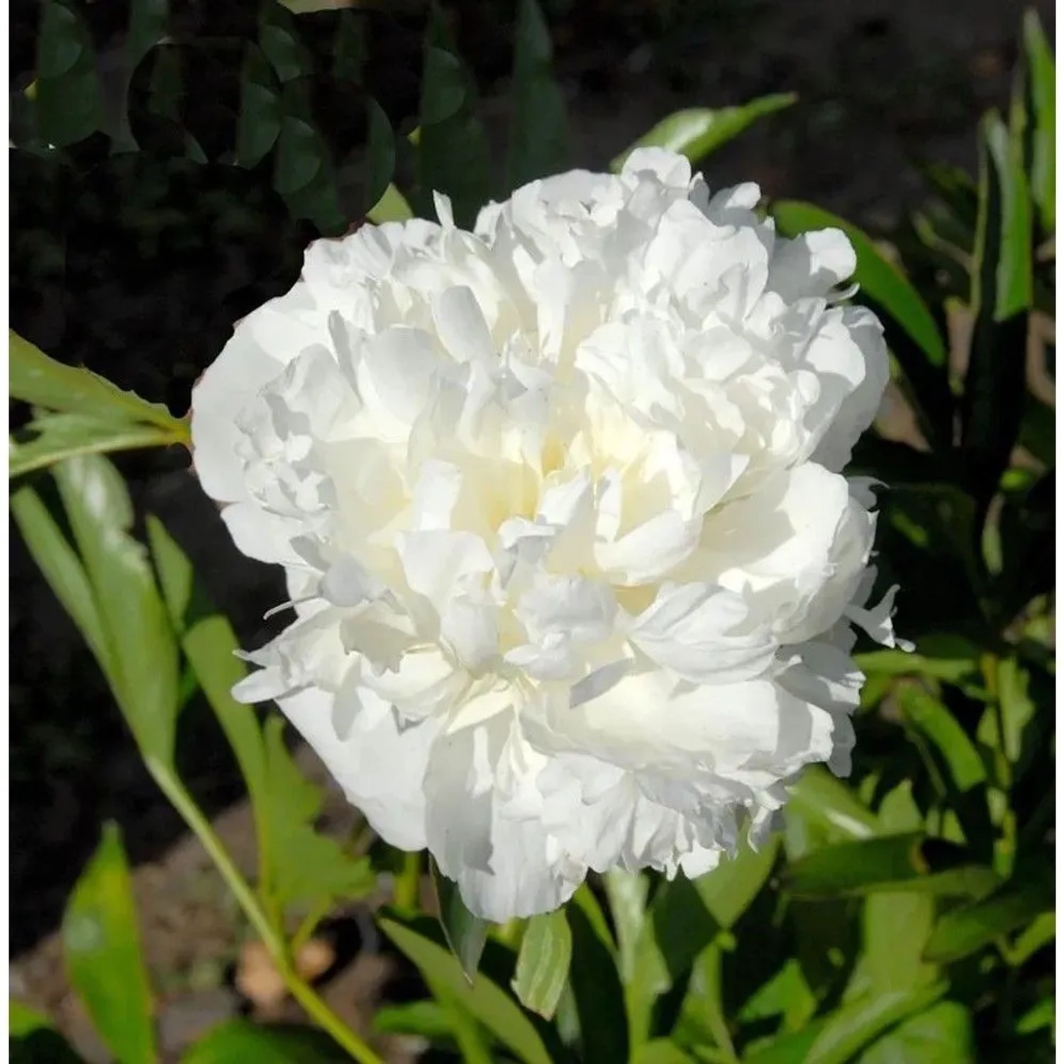 Edelpfingstrose Avalanche - Paeonia,actiflora