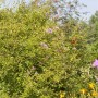 Zwergflieder auf Stamm, ca. 80cm hoch, mit rosa Blüten im Garten.