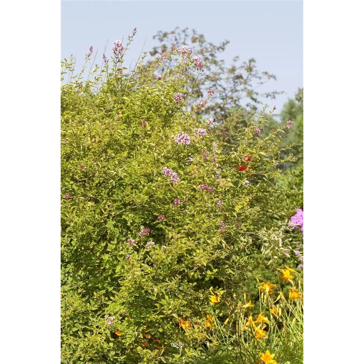 Zwergflieder auf Stamm, ca. 80cm hoch, mit rosa Blüten im Garten.