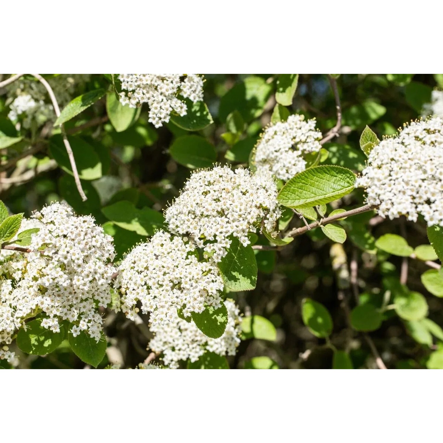Nahaufnahme des Wolligen Schneeballs (Viburnum Lantana) mit cremeweißen Blüten.