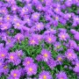 Nahaufnahme der violetten Blüten der Rauhblattaster Violetta (Aster novae angliae).