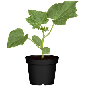 Junge Schlangengurke (Cucumis sativus) im Topf, grüne Blätter. Ideal für den Anbau von eigenem Gemüse.