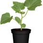 Junge Schlangengurke (Cucumis sativus) im Topf, grüne Blätter. Ideal für den Anbau von eigenem Gemüse.
