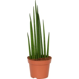 Bogenhanf (Sansevieria) im Topf, ca. 40-45 cm hoch. Pflegeleichte Sukkulente von GROW by OBI.