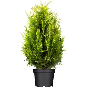 Lebensbaum "Smaragd" Set à 15 Stück Höhe ca. 80 - 100 cm Thuja occidentalis
