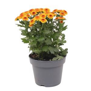 Orange Chrysantheme 'Jellyfish' im Topf, ca. 25 cm hoch. Blühende Herbstdekoration für Balkon und Garten.