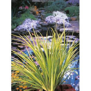 Zwerg-Kalmus 'Ogon' im Topf, gelb-grüne Blätter, ideal für Gartenteiche.