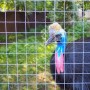 Aquagart Volierendraht mit Kasuar im Gehege. Feuerverzinkter Drahtzaun für Tiergehege.