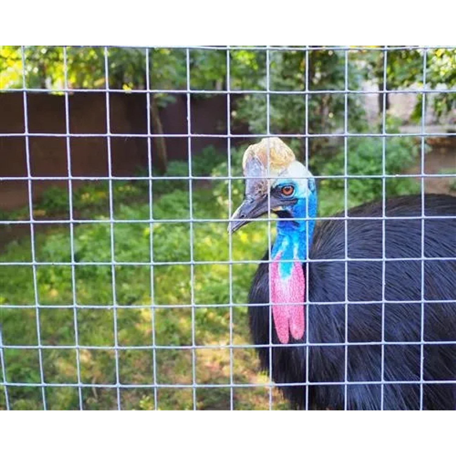 Aquagart Volierendraht mit Kasuar im Gehege. Feuerverzinkter Drahtzaun für Tiergehege.