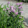 Rosa Virginische Gelenkblume (Physostegia Virginiana Rosea) im 9x9 cm Topf.