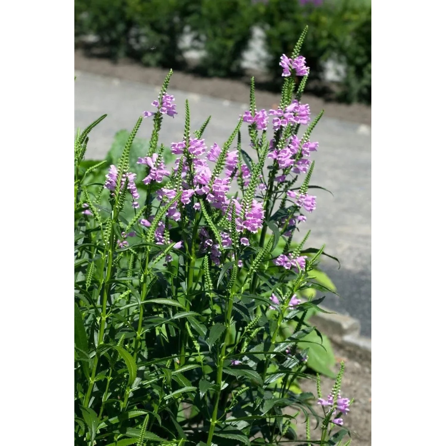 Rosa Virginische Gelenkblume (Physostegia Virginiana Rosea) im 9x9 cm Topf.