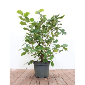Junge Haselnuss (Corylus Avellana), 40–60 cm, im Topf. Ideal für Garten und Kübel.