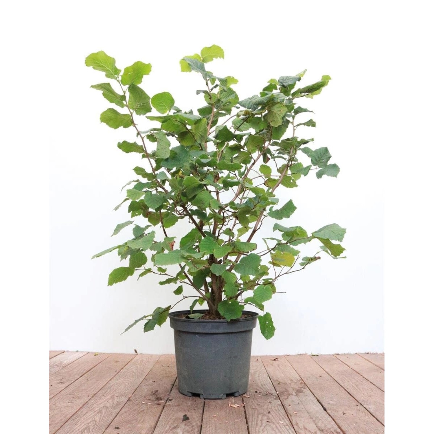 Corylus Avellana Haselnuss 40–60 cm günstig online kaufen