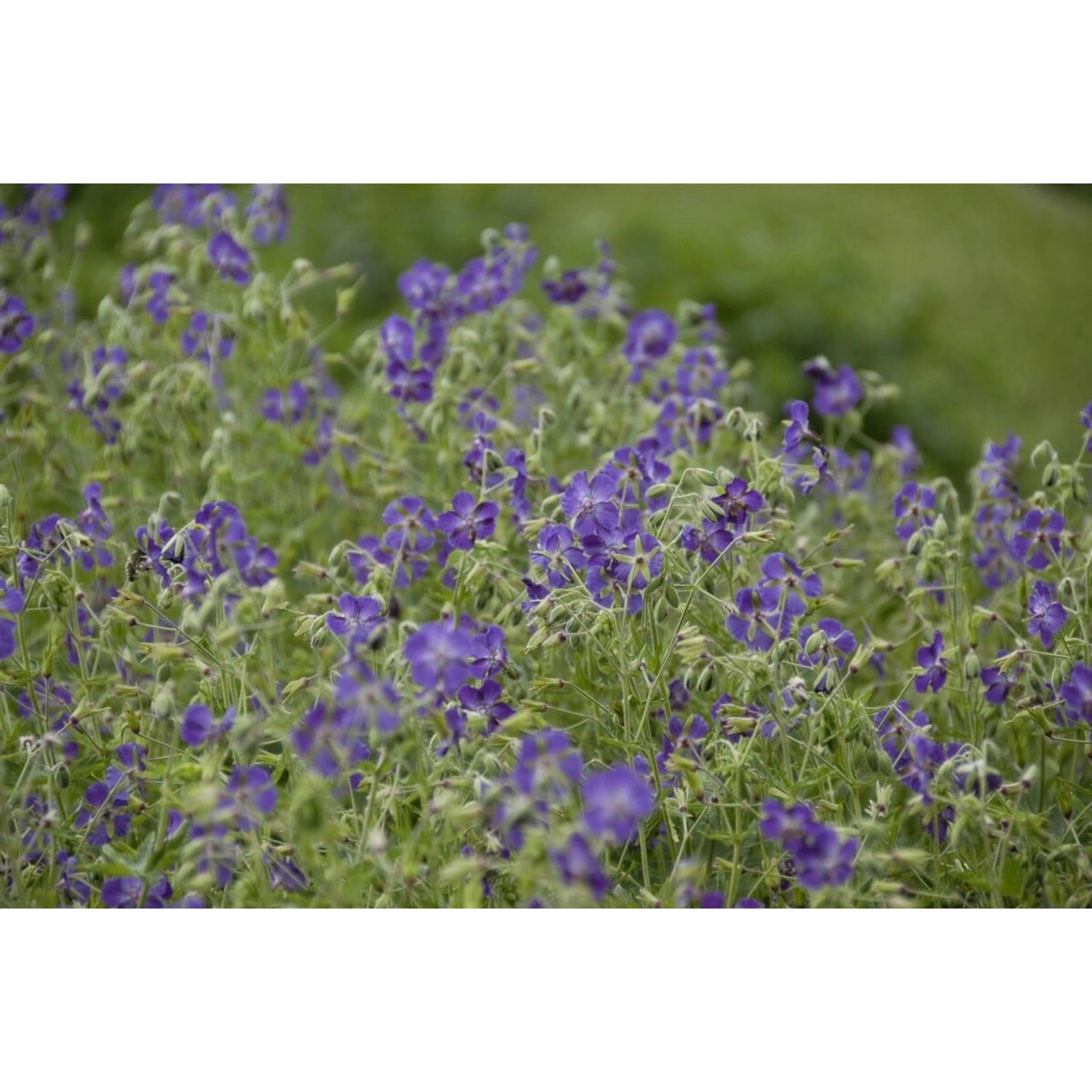 Geranium Phaeum Lily Lovell Brauner Storchschnabel Ca. 9x9 cm Topf günstig online kaufen
