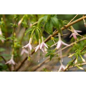 Scharlachfuchsie (Fuchsia Magellanica Alba) mit weißen Blüten im Topf, Detailaufnahme.