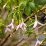Scharlachfuchsie (Fuchsia Magellanica Alba) mit weißen Blüten im Topf, Detailaufnahme.