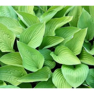 Nahaufnahme der grünen Blätter der Funkie Hyacinthina (Hosta fortunei).