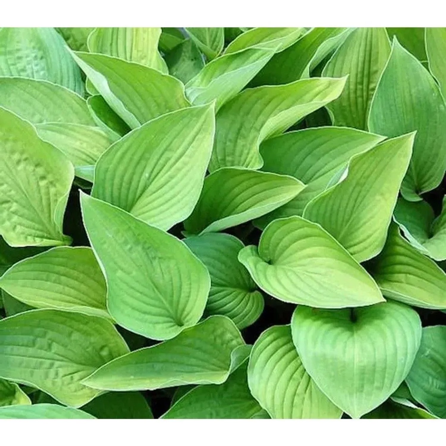 Funkie Hyacinthina - Hosta fortunei_2