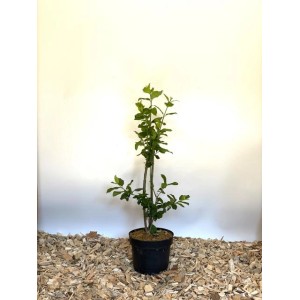 Baumfink Pfaffenhütchen (Topfpflanze, 40-60cm) im schwarzen Topf. Zierstrauch mit grünen Blättern.