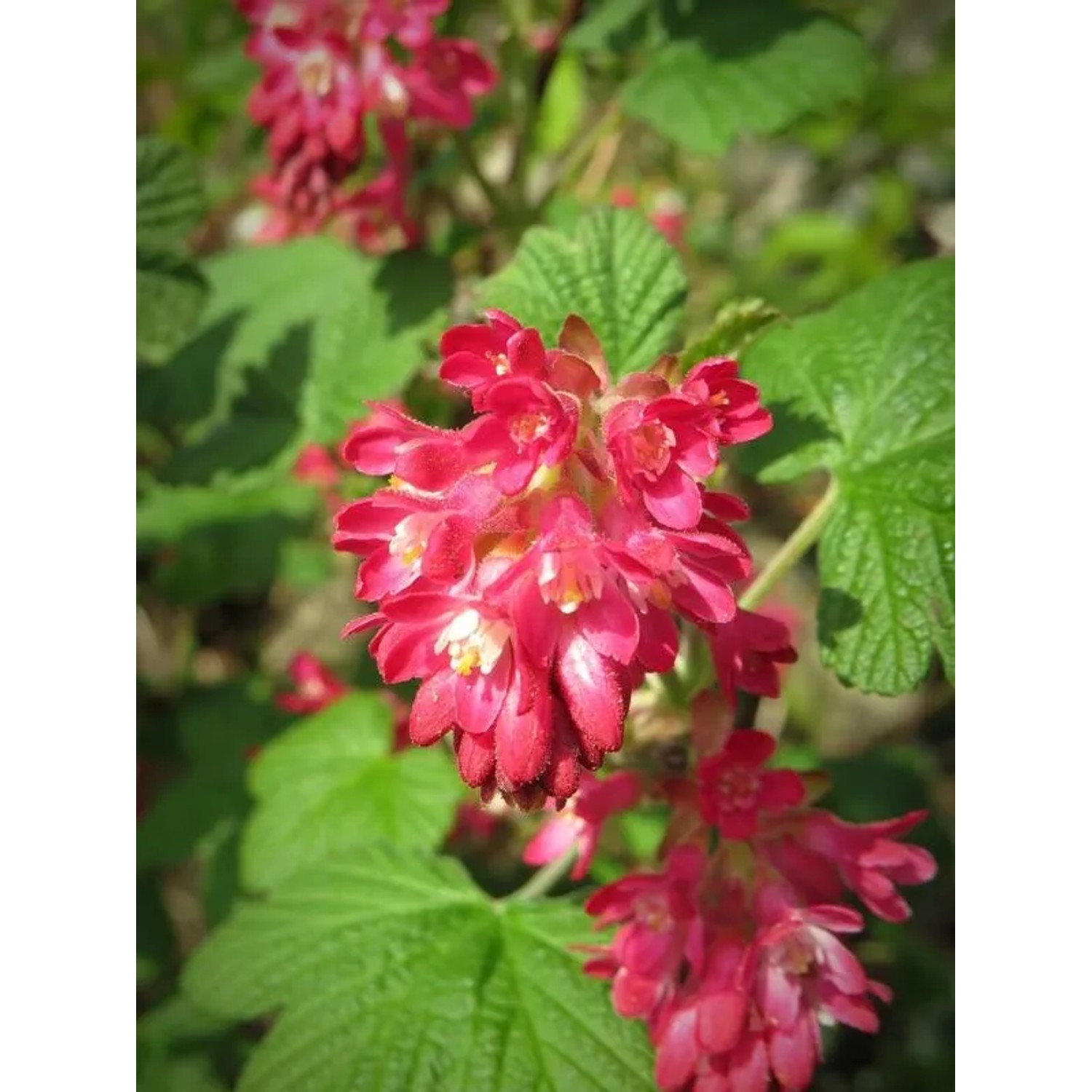 Blutjohannisbeere 'Baumfink' im Topf, leuchtend rote Blüten vor grünem Laub.