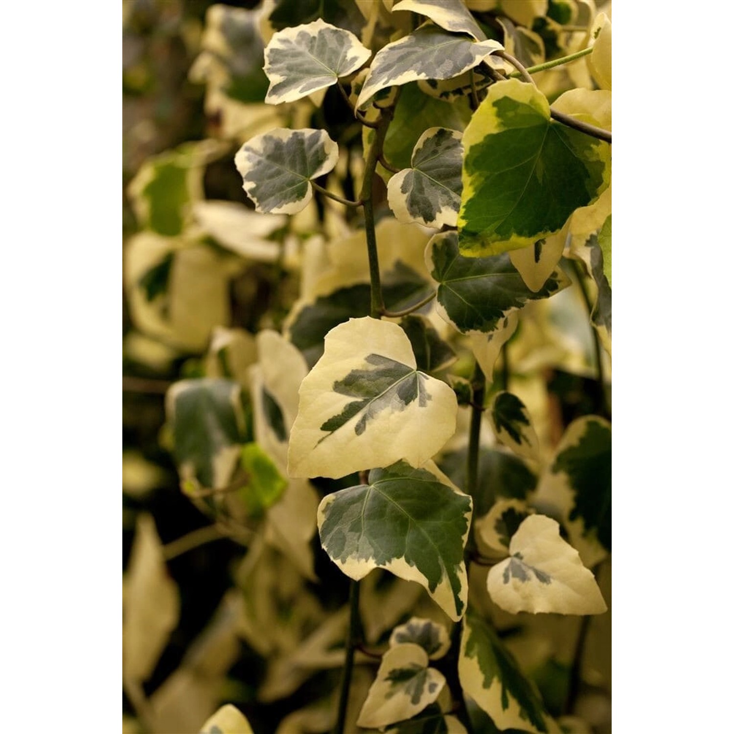 Hedera Colchica Dentata Variegata Efeu Panaschiert 40–60 cm günstig online kaufen