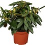Rosa blühender OBI Yaku-Rhododendron Kalinka im Topf, ca. 20-30 cm hoch.