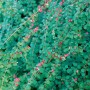 Detailaufnahme der Purpurbeere 'Hancock' (Symphoricarpos), einem grünen Bodendecker mit zarten rosa Blüten.