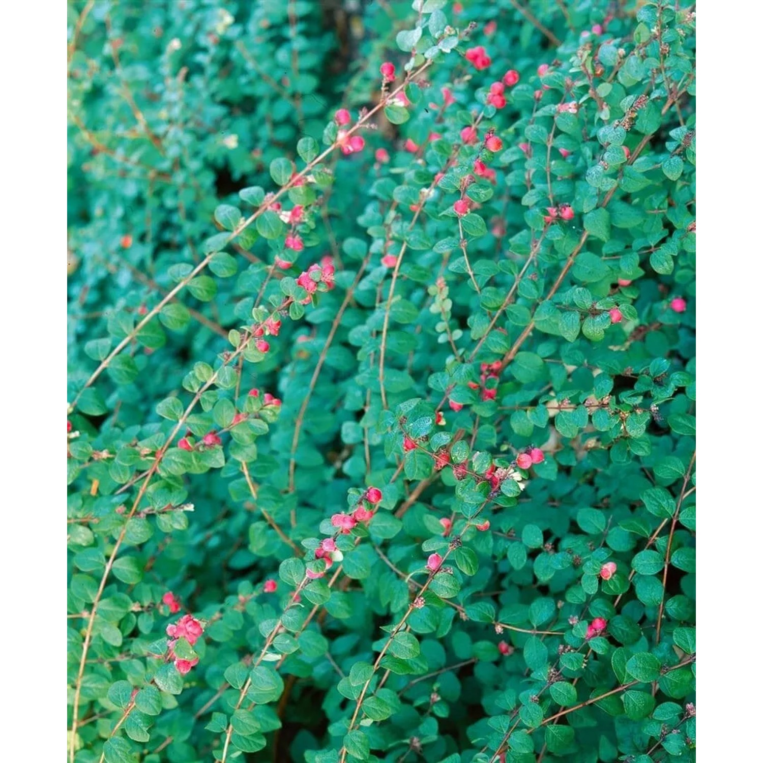 Detailaufnahme der Purpurbeere 'Hancock' (Symphoricarpos), einem grünen Bodendecker mit zarten rosa Blüten.