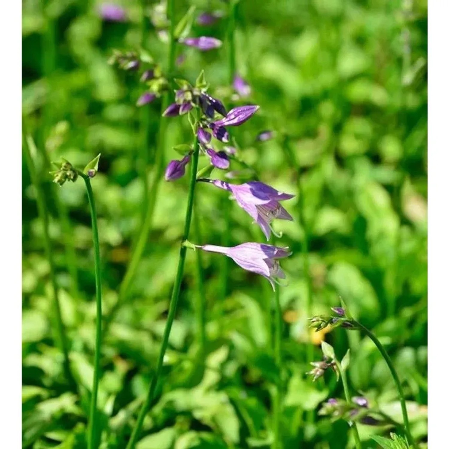 Mini Funkie - Hosta minima