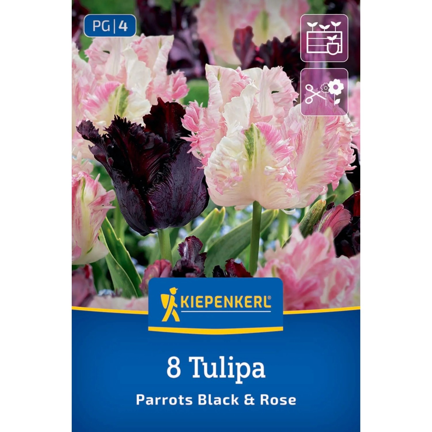Kiepenkerl Blumenzwiebel Tulpen Mix Parrots Black & Rose 8 Stück