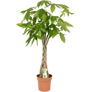 Rasierpinselbaum (Pachira aquatica), ca. 80-100 cm hoch, im Topf. Grünpflanze mit geflochtenem Stamm.