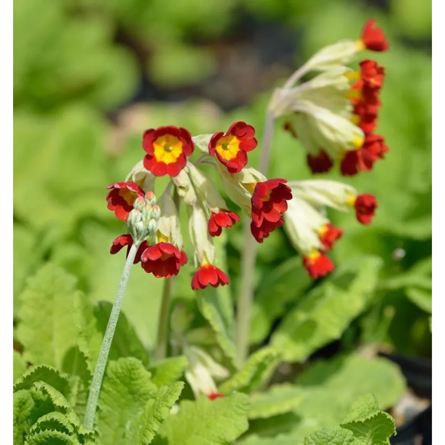 Yunnan Primel - Primula chungensis