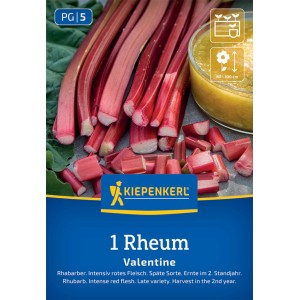 Kiepenkerl Rhabarber Valentine Rheum rhabarbarum